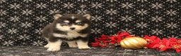Pomsky dogs for sale: Valentina - Ad 1