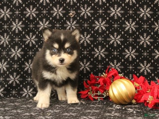 Pomsky dogs Valentina - Ad 41