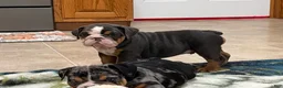 English Bulldog dogs for sale: Duke - Ad 6