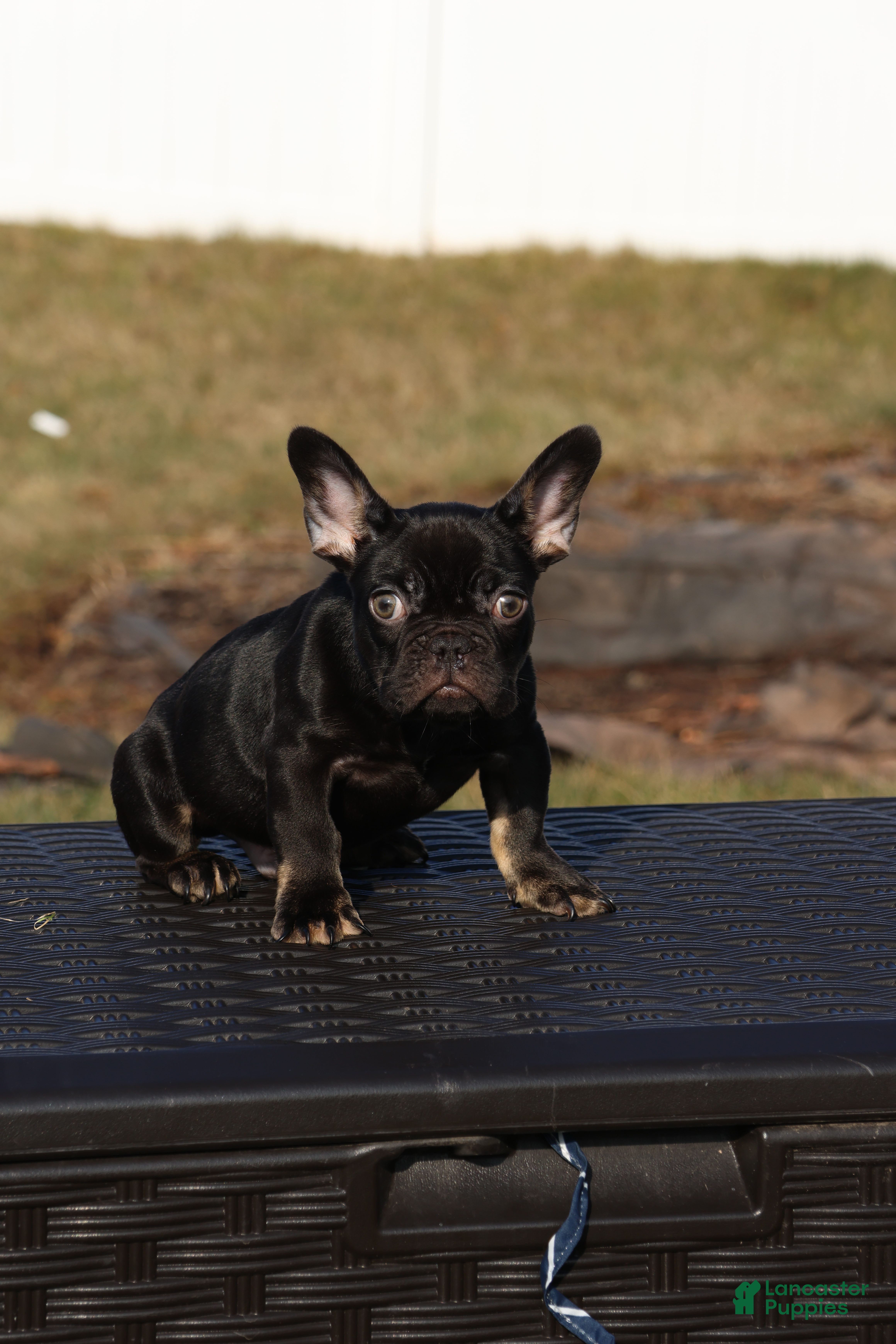 French Bulldog dogs French Bulldog Puppy 1 - Ad 24