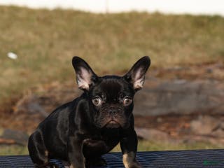 French Bulldog dogs French Bulldog Puppy 1 - Ad 34