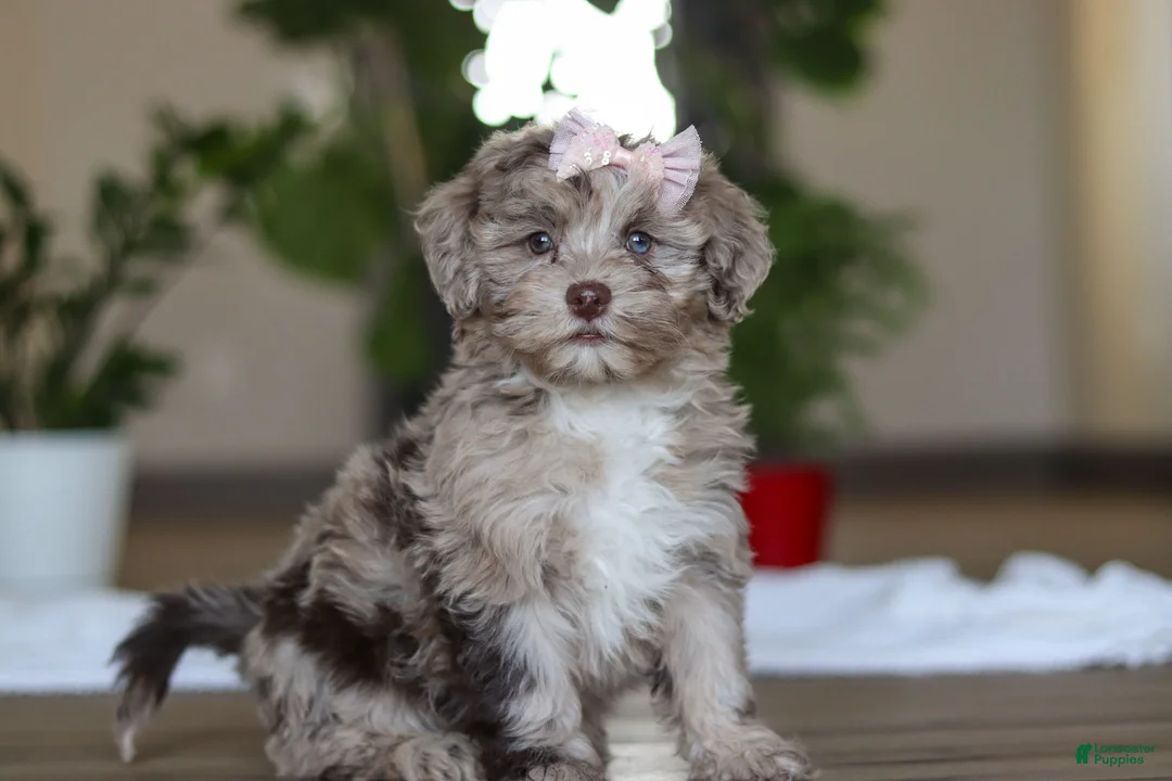 Havapoo dogs for sale: Skye - Ad 3