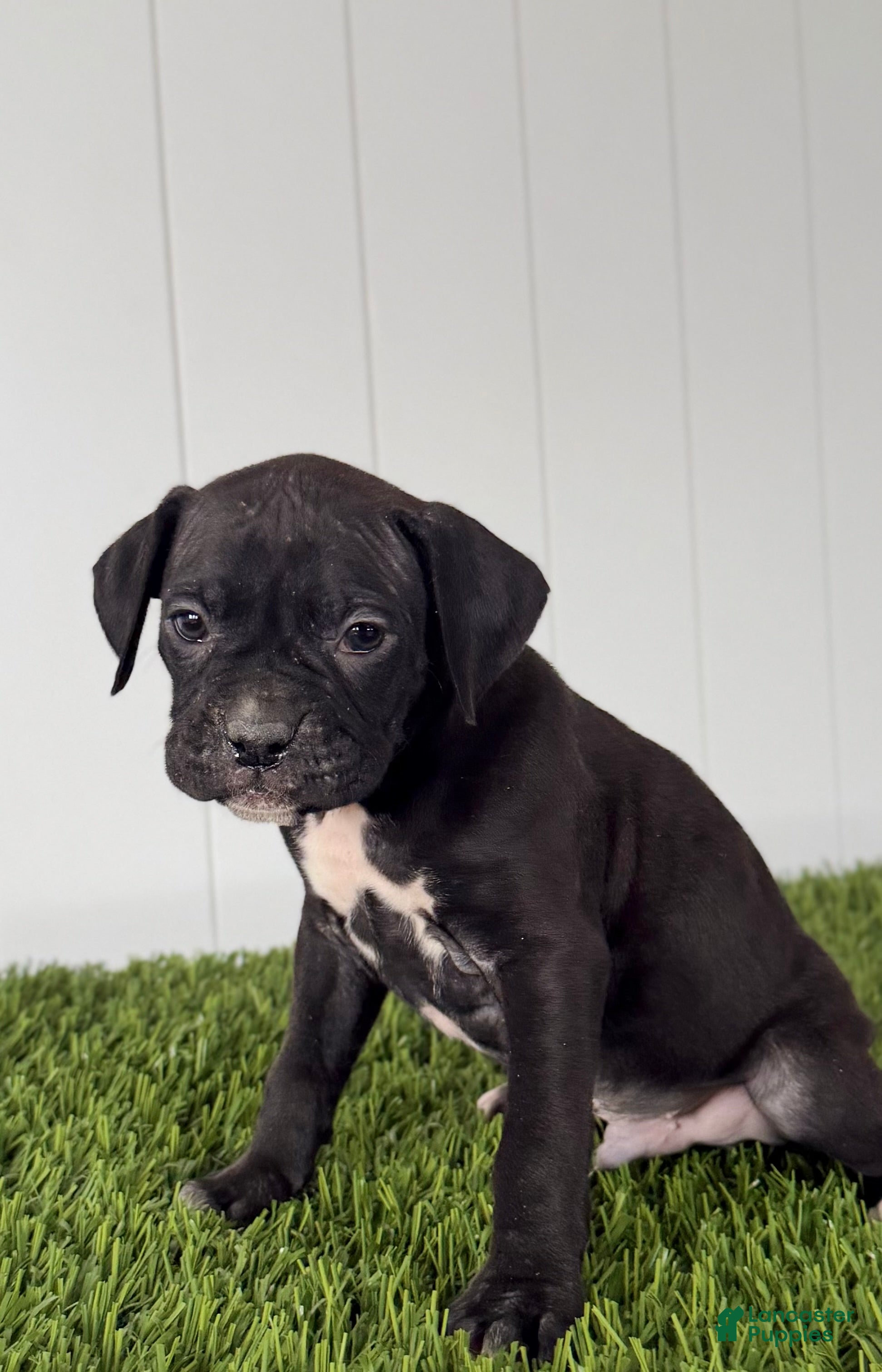 Boxer dogs Pace - Ad 1