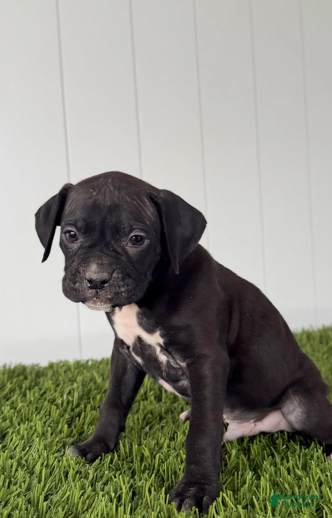 Boxer dogs for sale: Pace - Ad 1