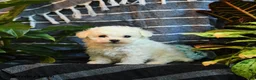 Bichon Frise dogs for sale: Cotton - Ad 1