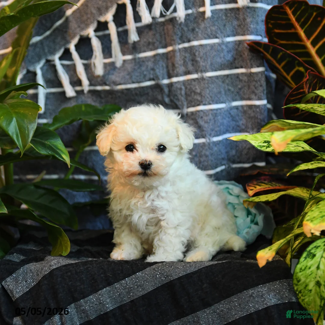 Bichon Frise dogs for sale: Cotton - Ad 1