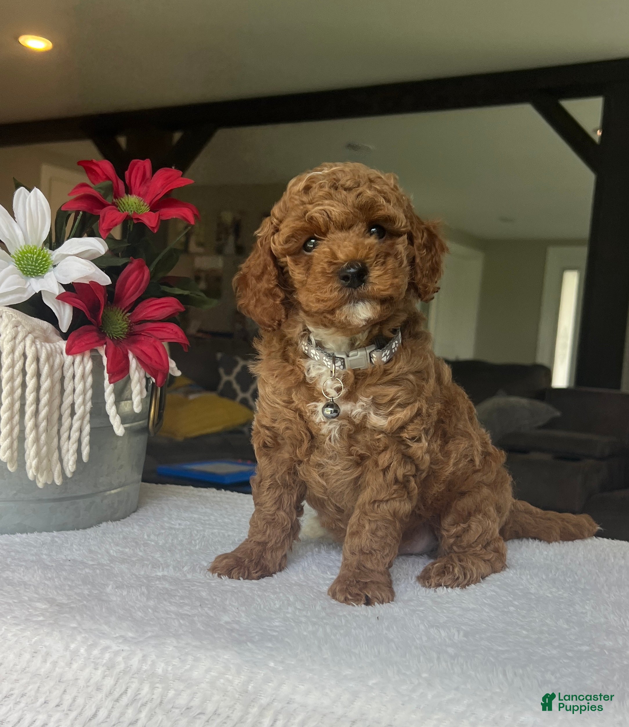 Mini Goldendoodle dogs Rowen - Ad 2
