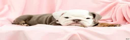 English Bulldog dogs for sale: Bingo - Ad 1