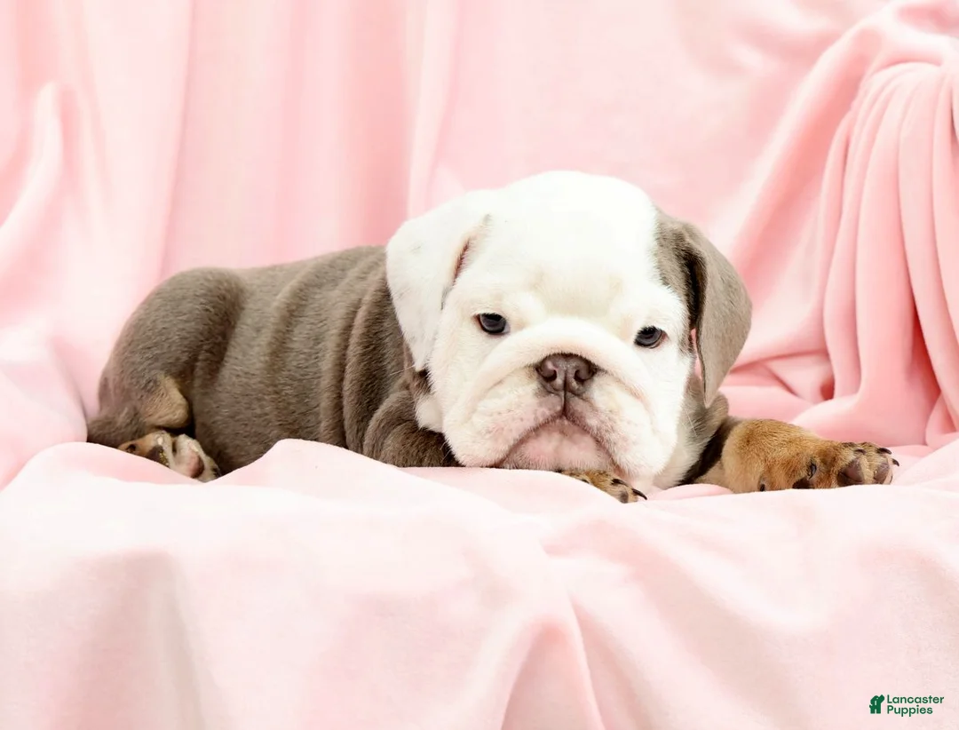 English Bulldog dogs for sale: Bingo - Ad 1