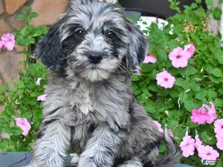 Mixed Breed dogs Patches - Ad 30