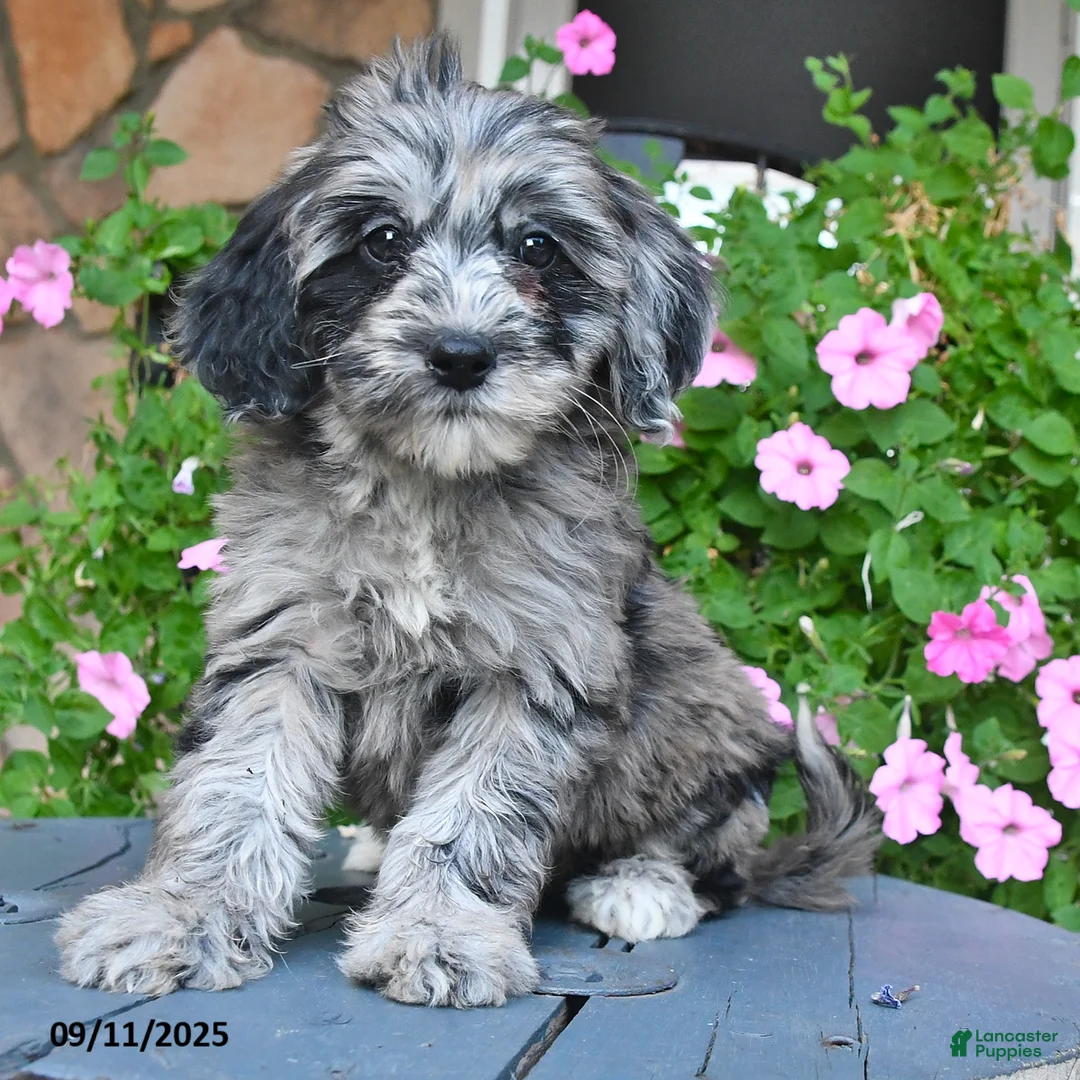 Mixed Breed dogs for sale: Patches - Ad 1