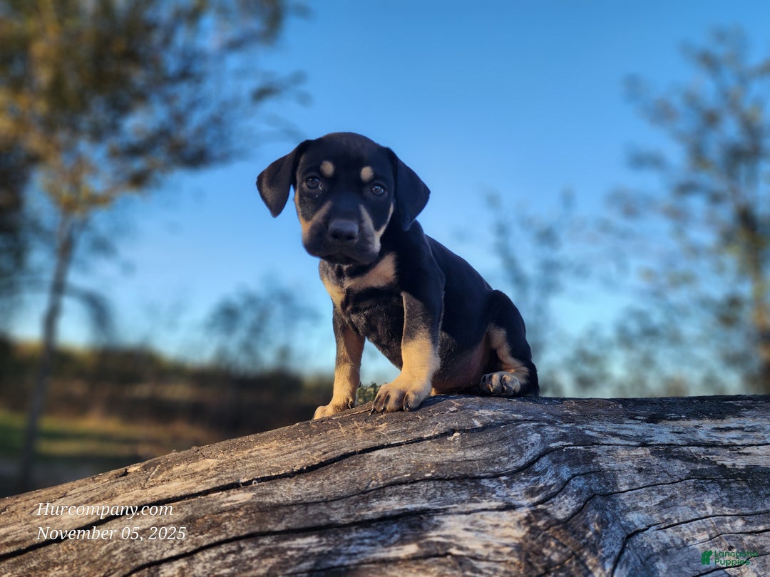 Catahoula Leopard Dog dogs for sale: Tracy II 2025 Female 3 - Ad 3