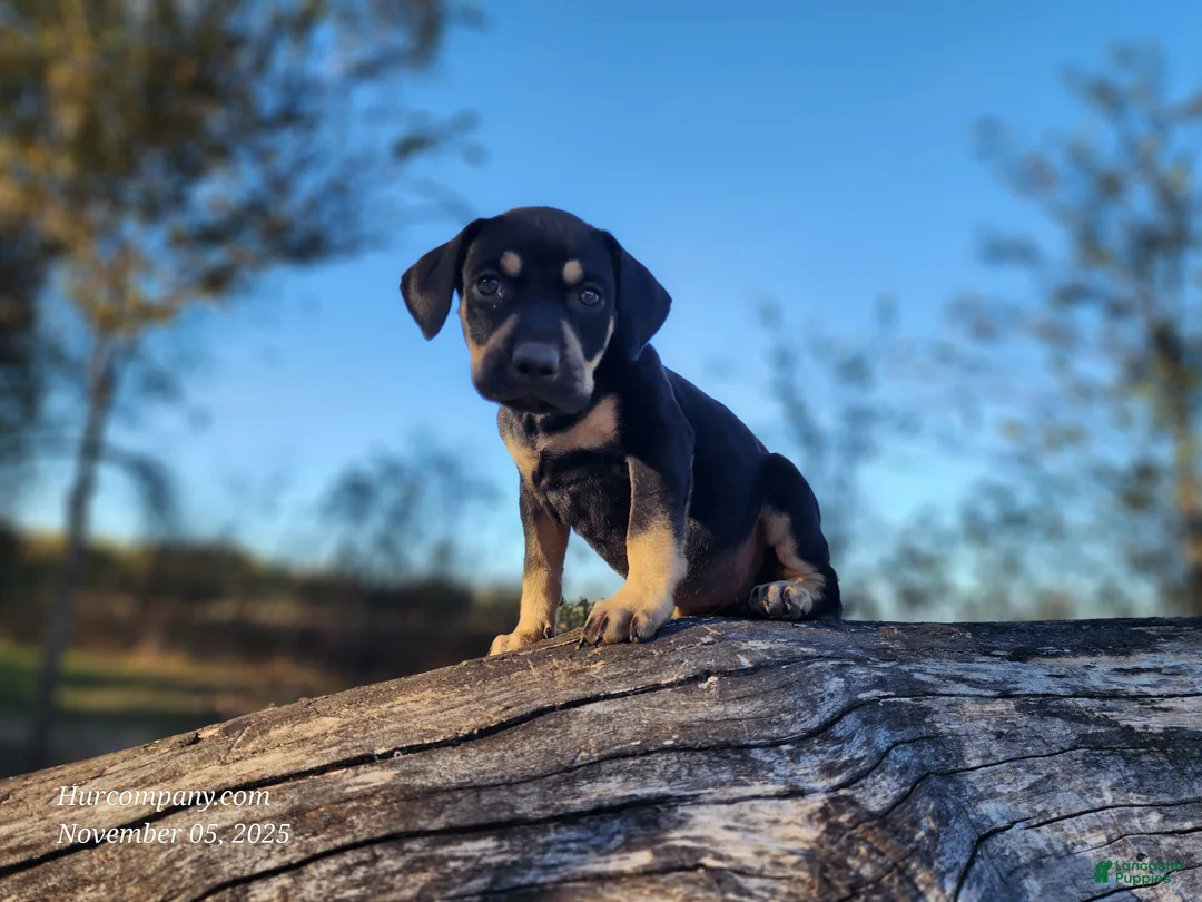 Catahoula Leopard Dog dogs for sale: Tracy II 2025 Female 3 - Ad 3