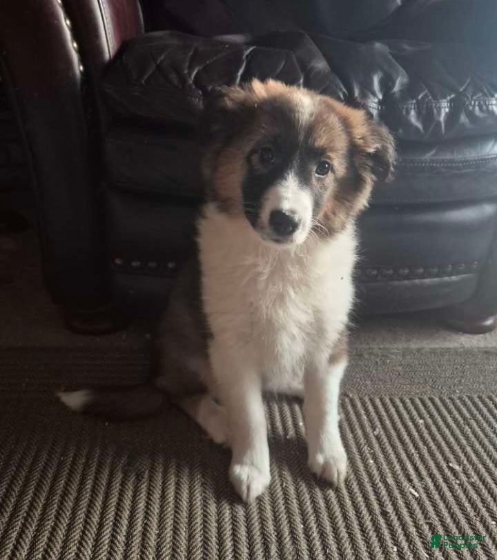 Mixed Breed dogs Buttons  - Ad 31