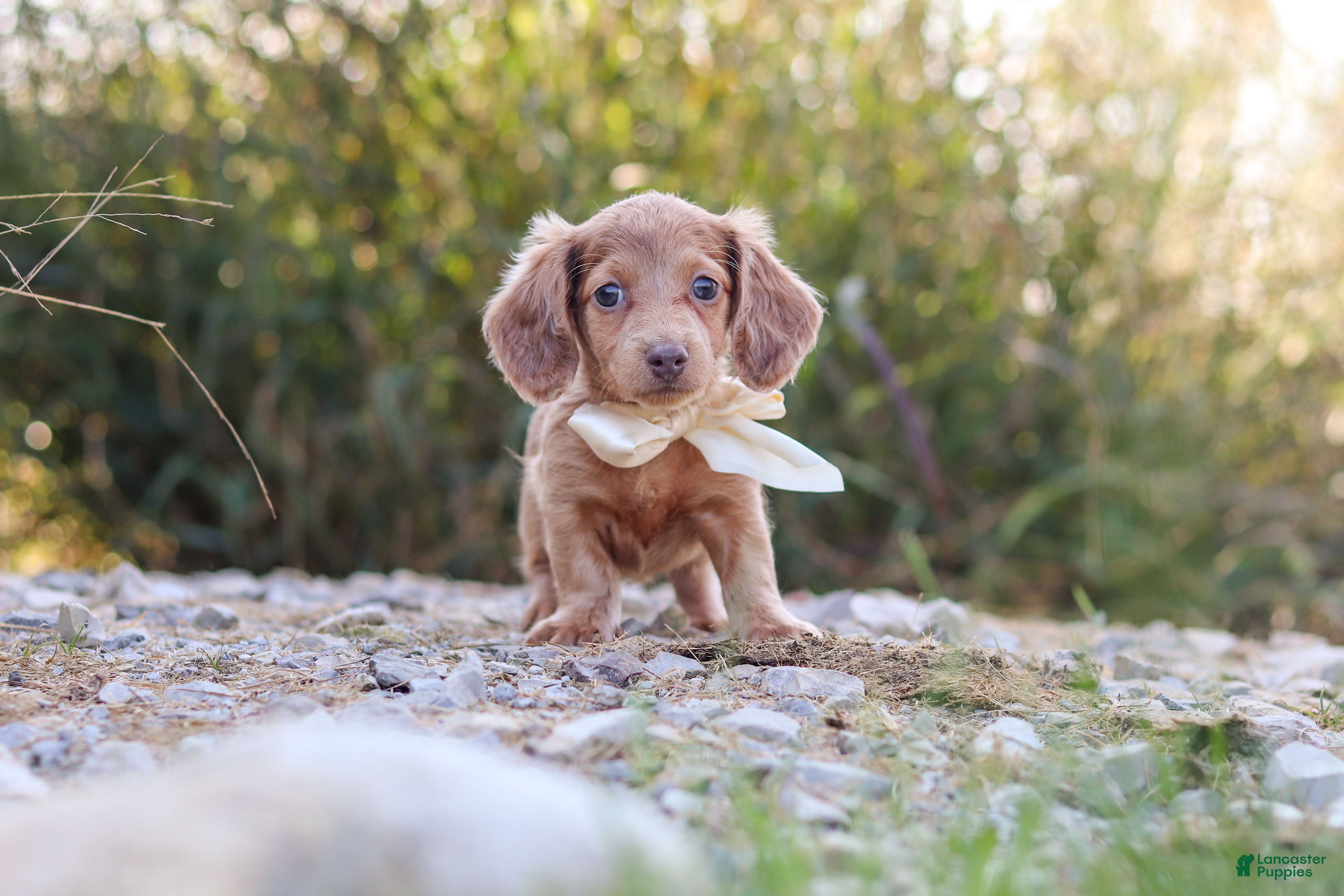 Dachshund dogs Amelia - Ad 1