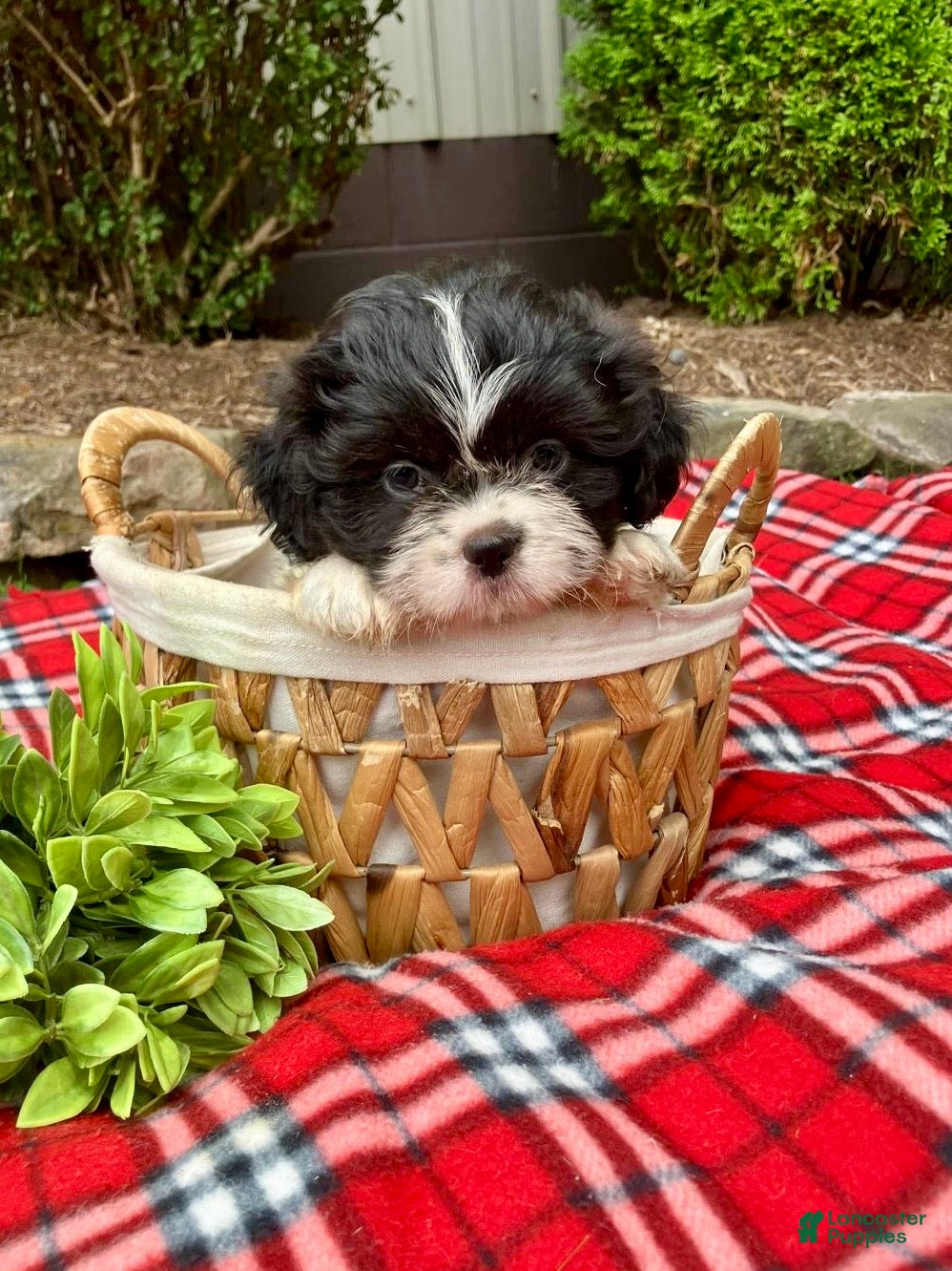 Shih Tzu dogs Tessa - Ad 2