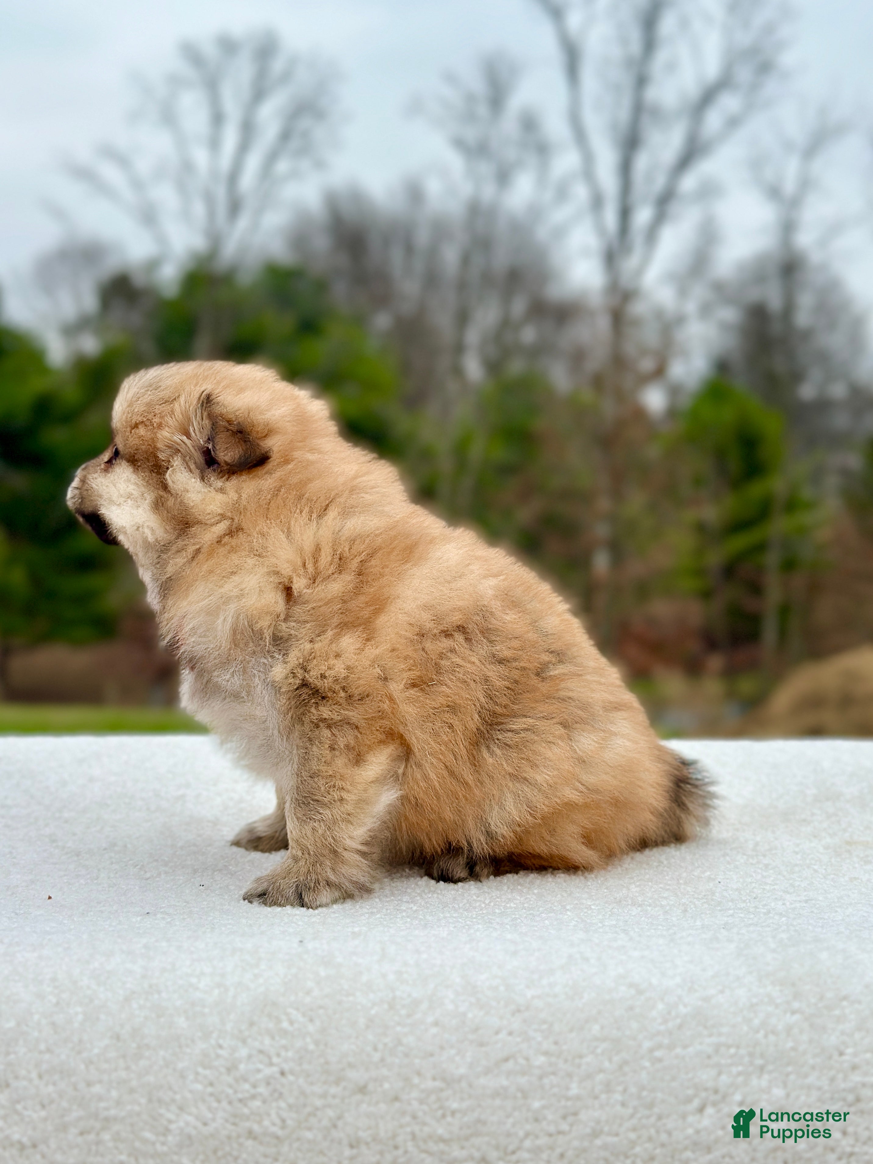 Pomeranian dogs Bentley - Ad 2