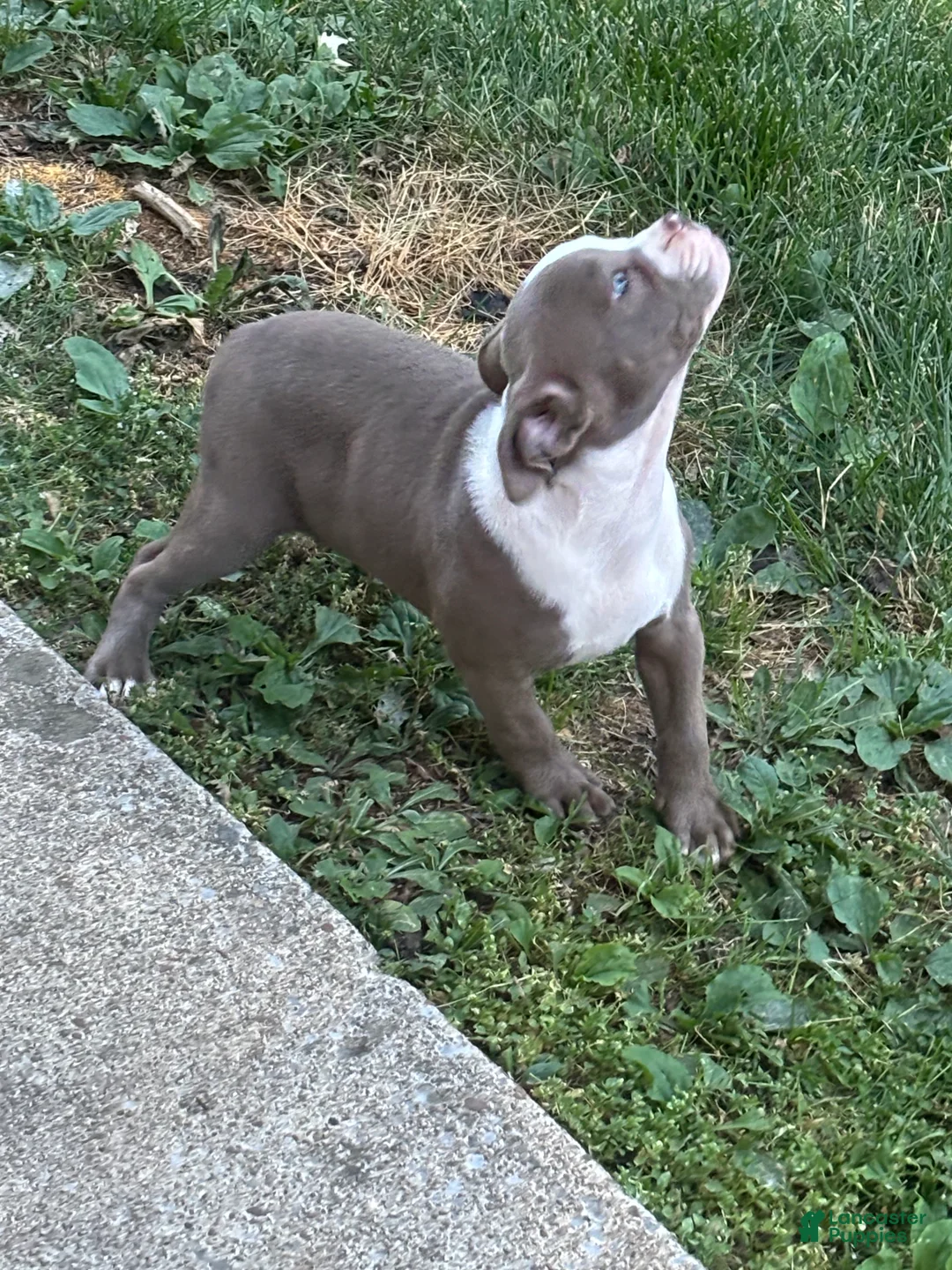 American Bully dogs for sale: American Bully Pup - Ad 2