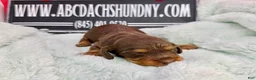 Dachshund dogs for sale: Uno chocolate dapple boy - Ad 14