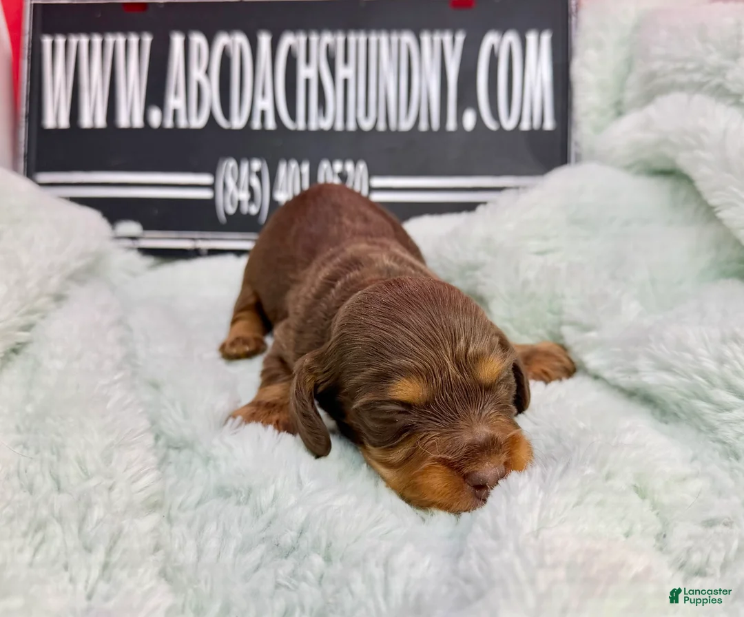 Dachshund dogs for sale: Uno chocolate dapple boy - Ad 14