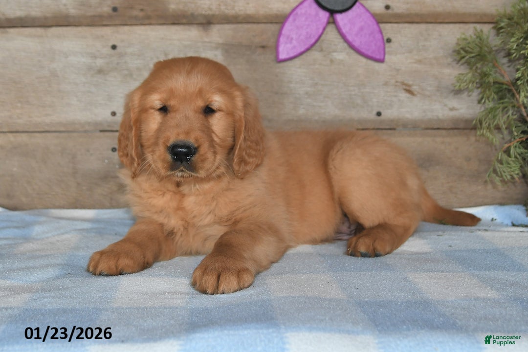 Golden Retriever dogs for sale: Buddy - Ad 4
