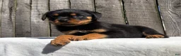 Rottweiler dogs for sale: Grace - Ad 5