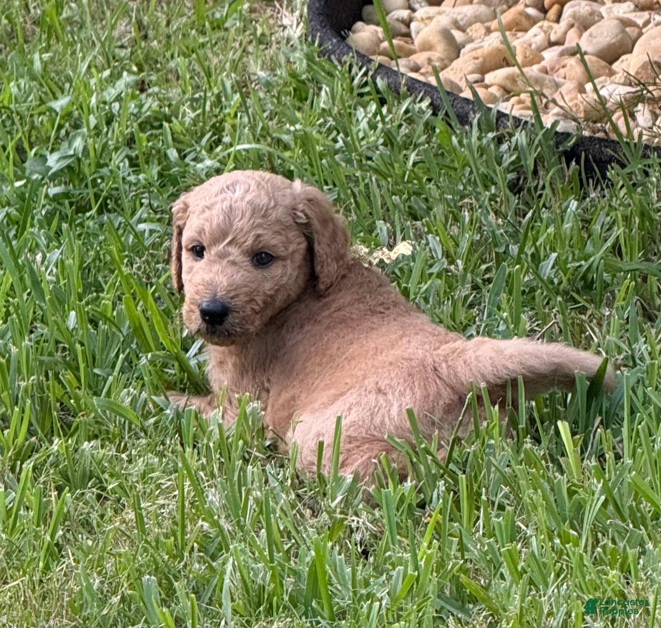 Goldendoodle dogs 24k Gold Collar - Ad 1