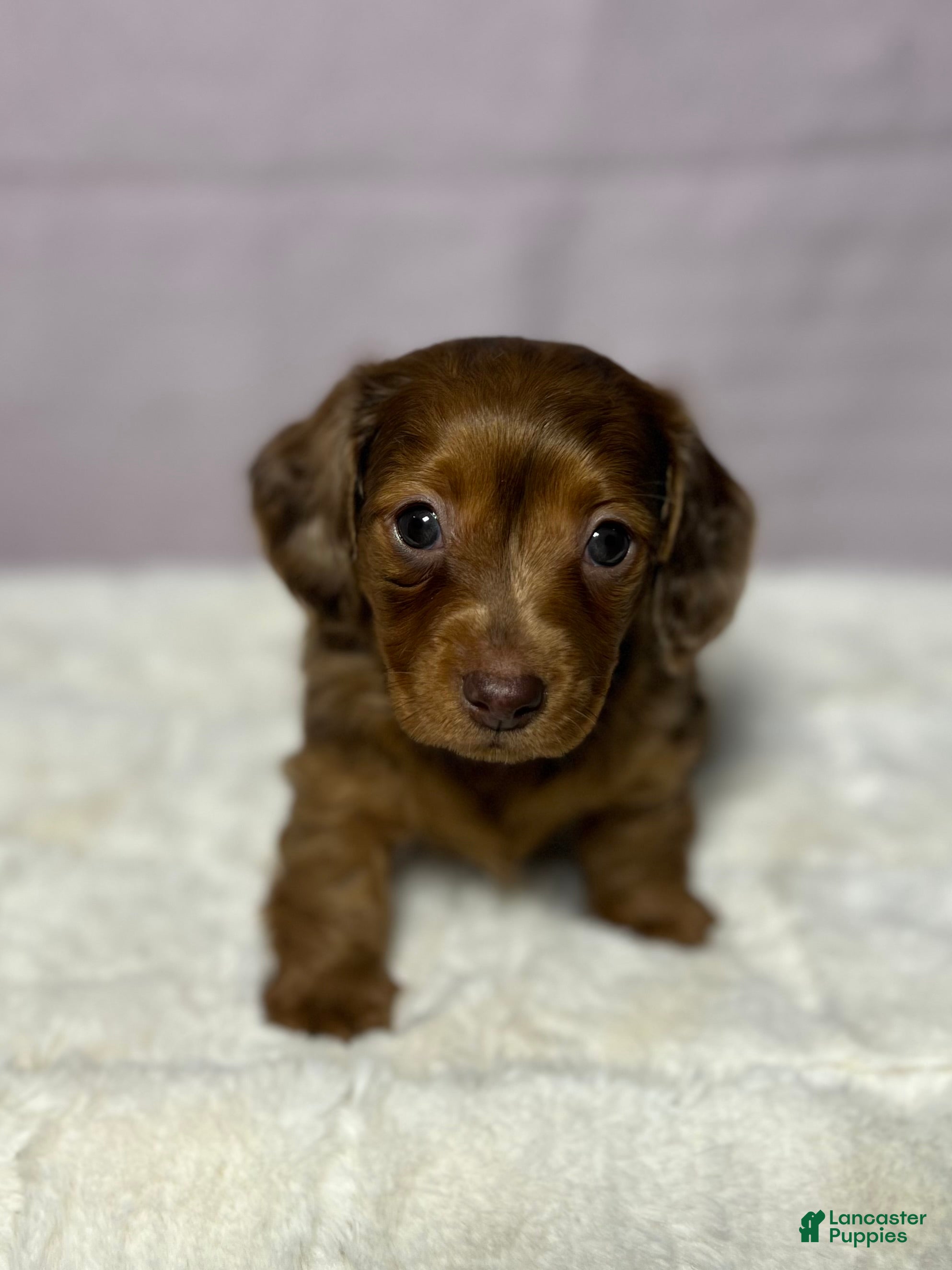 Miniature Dachshund dogs for sale: Miniature Dachshund Puppy 3 - Ad 3