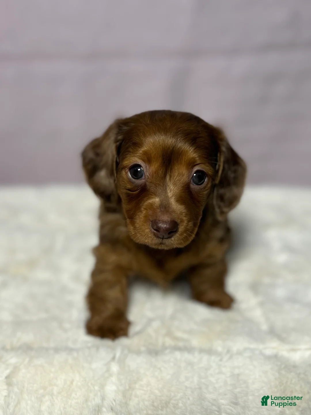 Miniature Dachshund dogs for sale: Miniature Dachshund Puppy 3 - Ad 1