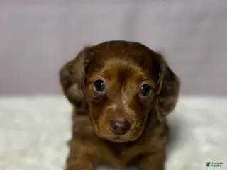 Miniature Dachshund dogs for sale: Miniature Dachshund Puppy 3 - Ad 3