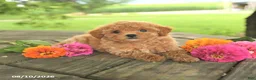 Toy Poodle dogs for sale: Rose  - Ad 3