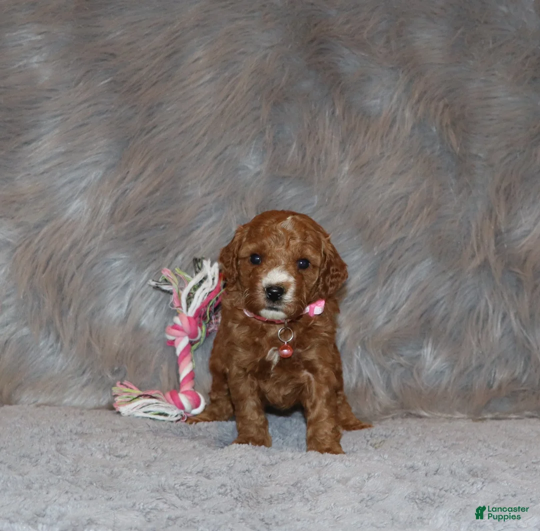 Mini Goldendoodle dogs for sale: Willow 🌷 Genetic Clear Parents - Ad 20
