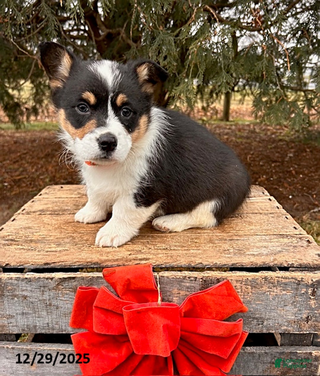 Welsh Corgi Pembroke dogs for sale: Casper - Ad 1
