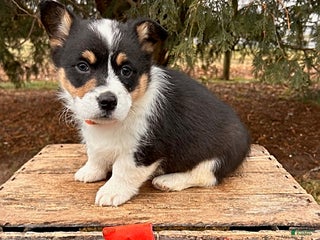 Welsh Corgi Pembroke dogs Casper - Ad 41