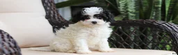 Cavapoo dogs for sale: Joy - Ad 8