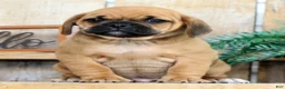 Puggle dogs for sale: Benny - Ad 5
