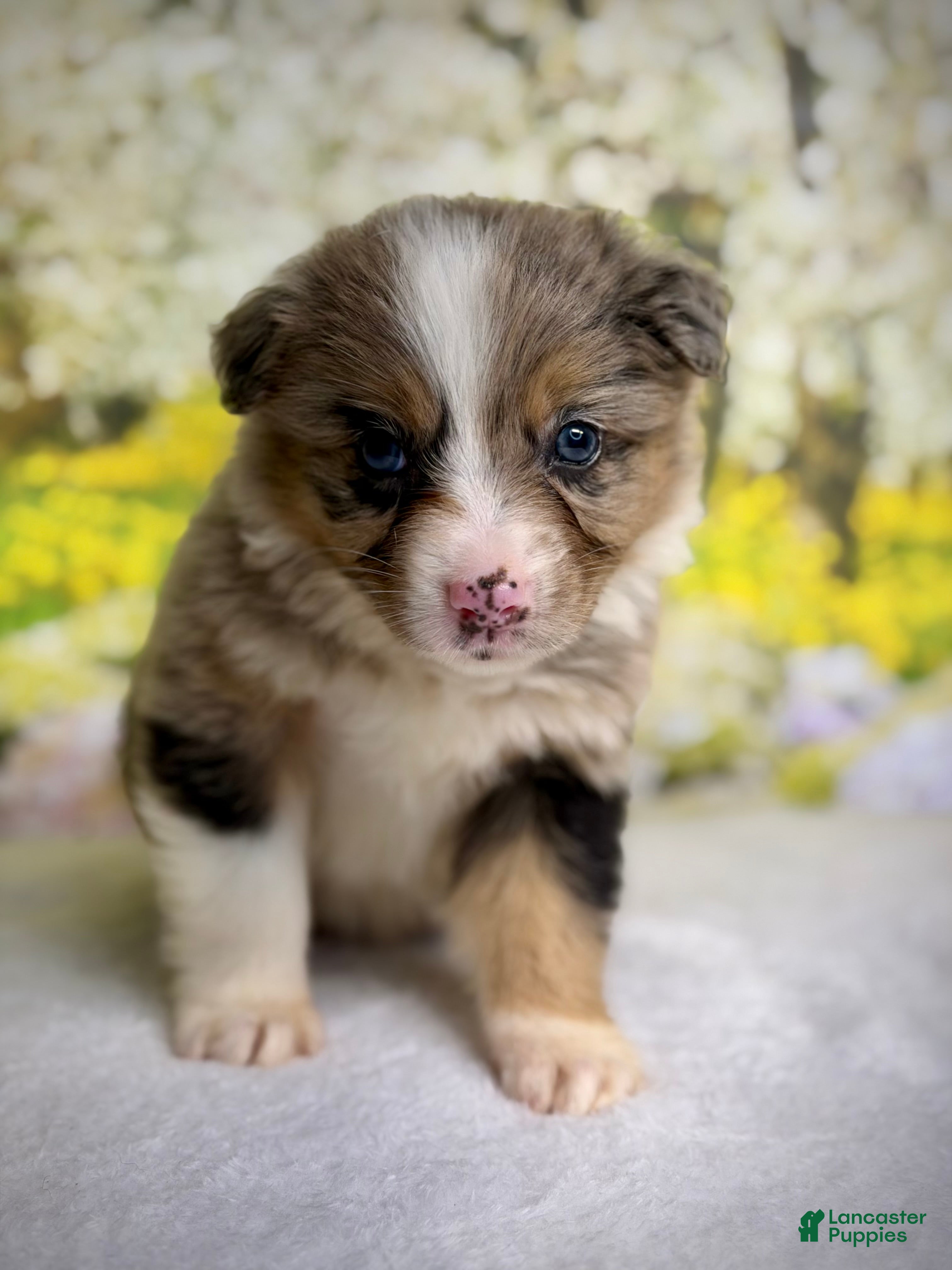 Australian Shepherd dogs Australian Shepherd Puppy 10 - Ad 1