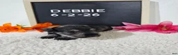 Miniature Schnauzer dogs for sale: Debbie - Ad 5