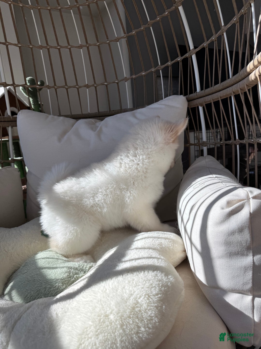 Alaskan Malamute dogs for sale: Xi Xi - Ad 3