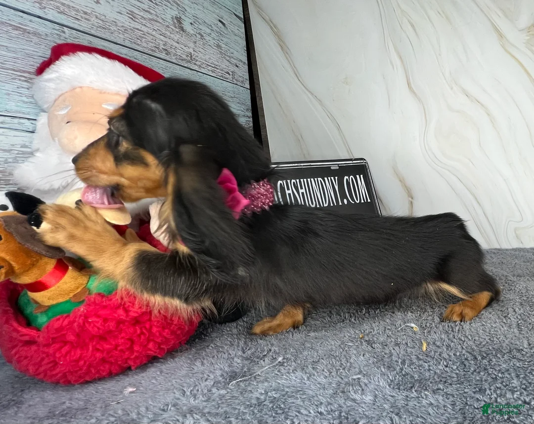 Dachshund dogs for sale: Import - Ad 21