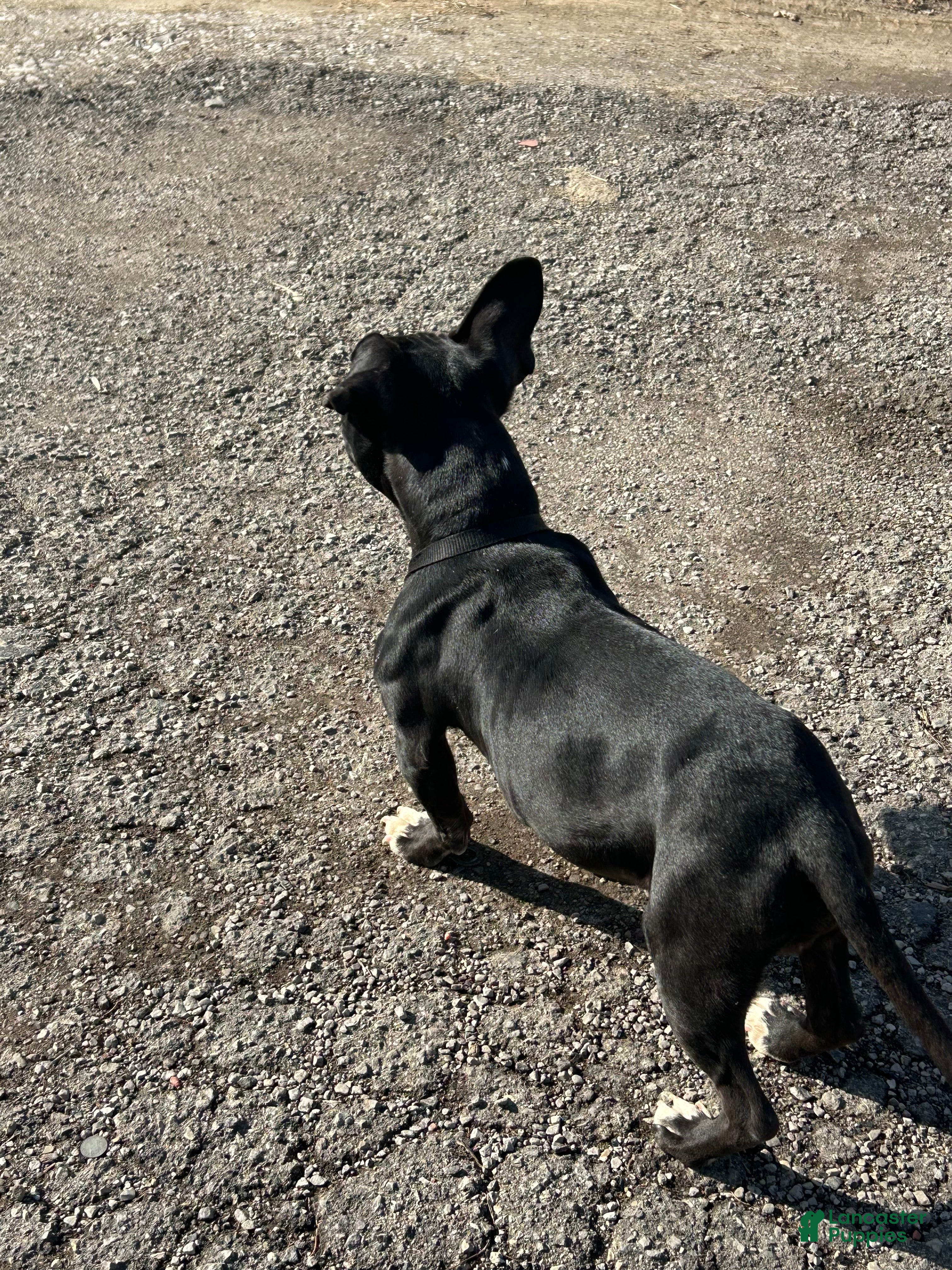 American Bully dogs Yoda - Ad 2