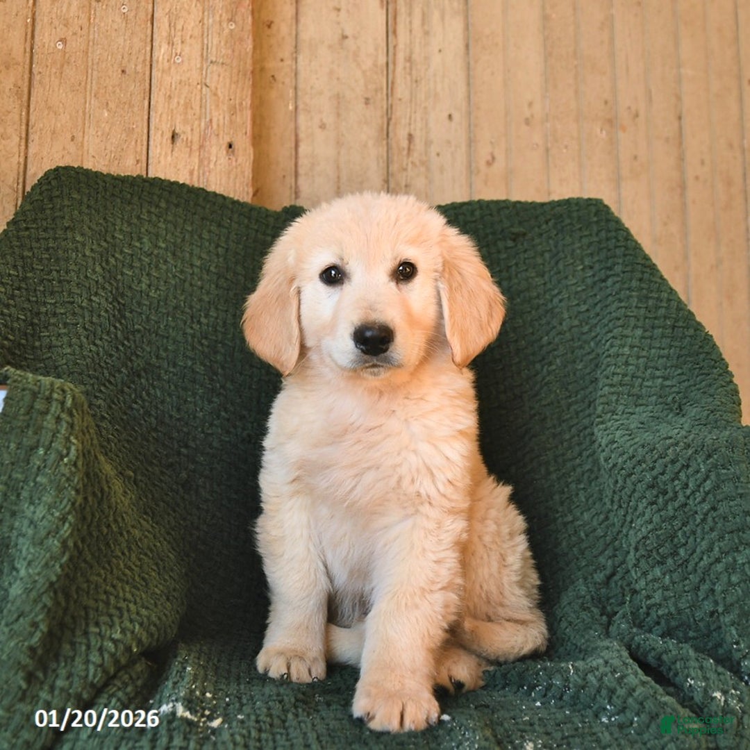 Mixed Breed dogs for sale: Cowboy  - Ad 1