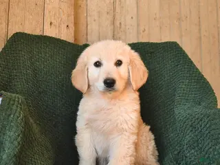 Mixed Breed dogs Cowboy - Ad 4