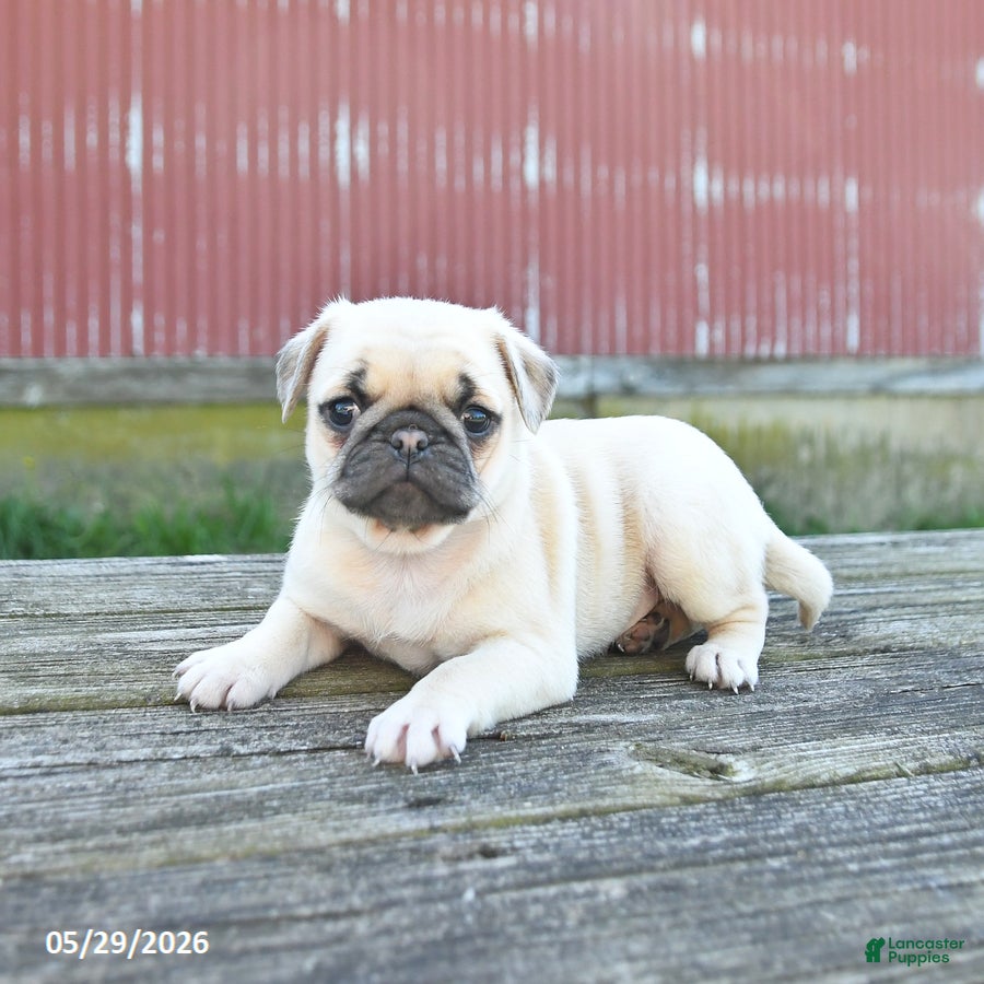 Pug dogs Lilac - Ad 1