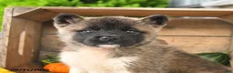 Akita dogs for sale: Nadia - Ad 4