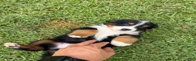 Bernese Mountain Dog 2