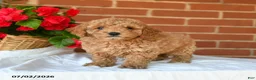 Miniature Poodle dogs for sale: Chase - Ad 2