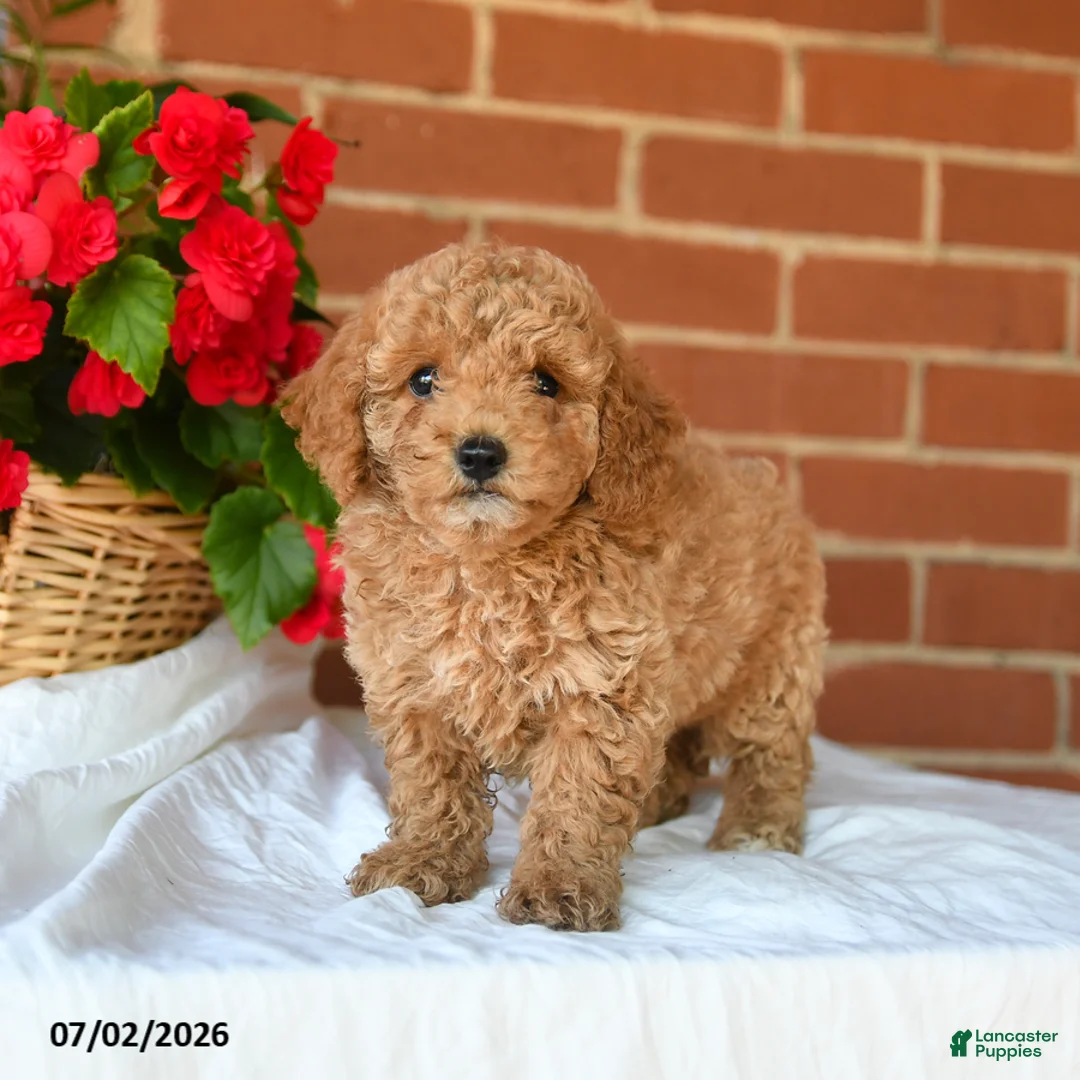 Miniature Poodle dogs for sale: Chase - Ad 2