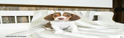 Beagle dogs for sale: Creamer - Ad 1
