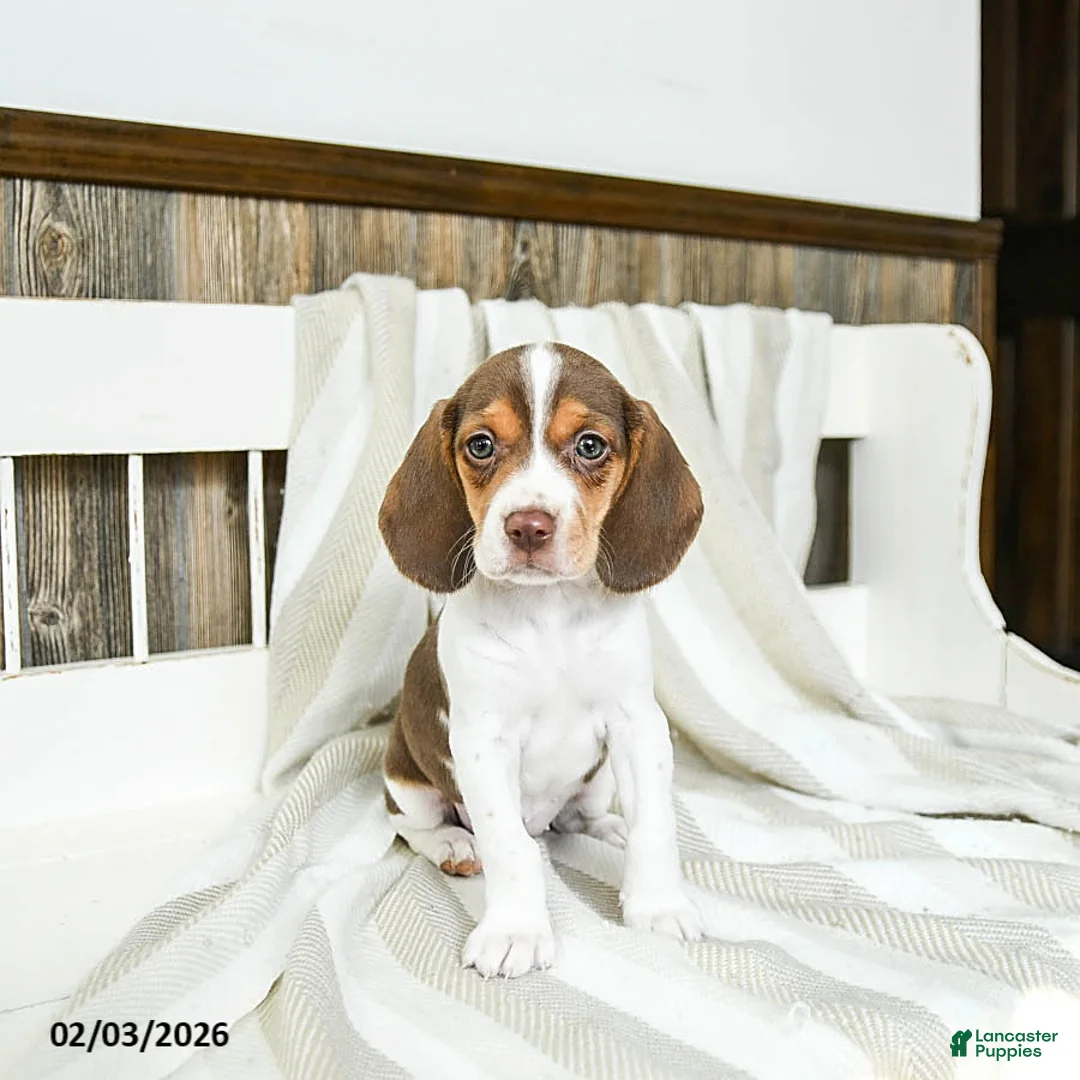 Beagle dogs for sale: Creamer - Ad 1
